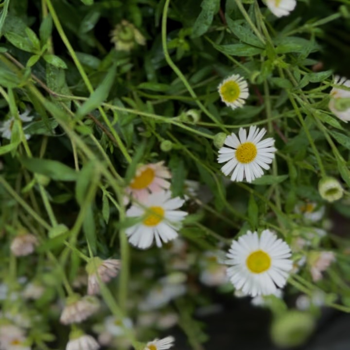 Flowers of Toowoomba