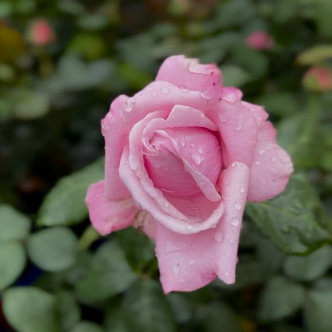 Flowers of Toowoomba