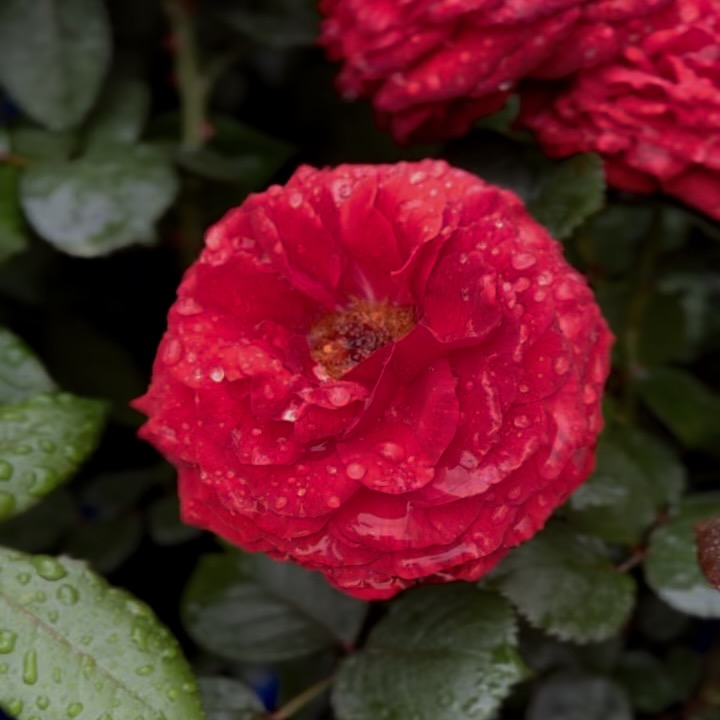 Flowers of Toowoomba