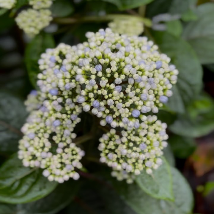 Flowers of Toowoomba